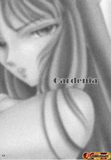 Saint Seiya - Gardenia-